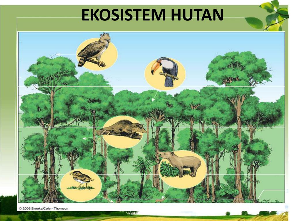 Detail Contoh Gambar Ekosistem Hutan Nomer 13
