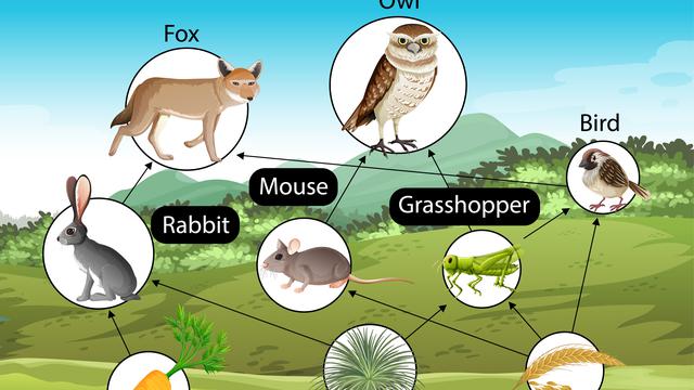 Detail Contoh Gambar Ekosistem Hutan Nomer 33