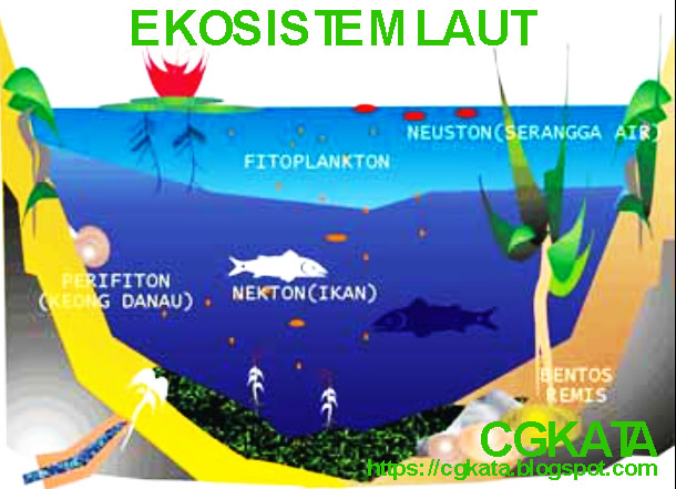 Detail Contoh Gambar Ekosistem Laut Nomer 11