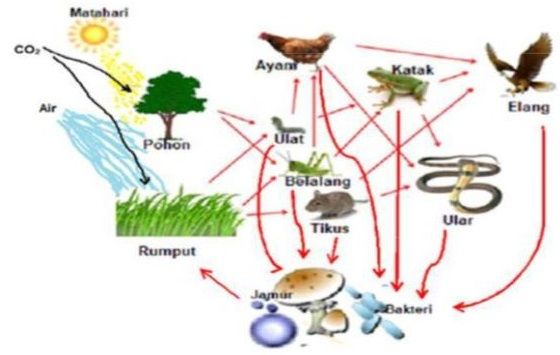 Detail Contoh Gambar Ekosistem Sawah Nomer 14