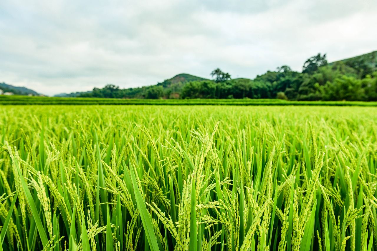 Detail Contoh Gambar Ekosistem Sawah Nomer 26