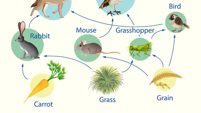 Detail Contoh Gambar Ekosistem Sawah Nomer 38