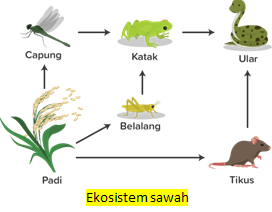 Detail Contoh Gambar Ekosistem Sawah Nomer 40