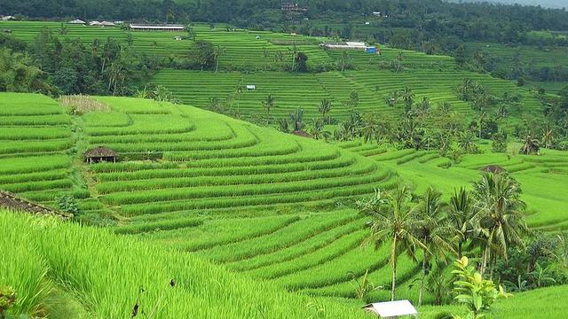 Detail Contoh Gambar Ekosistem Sawah Nomer 41