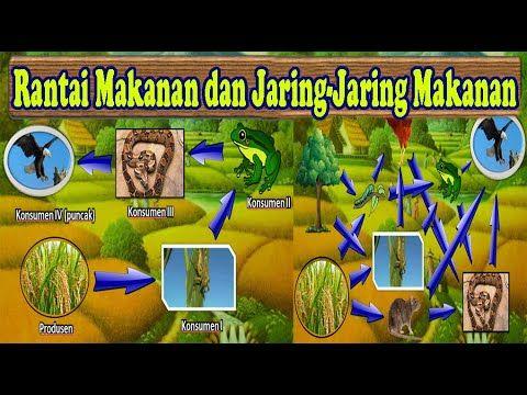 Detail Contoh Gambar Ekosistem Sawah Nomer 47