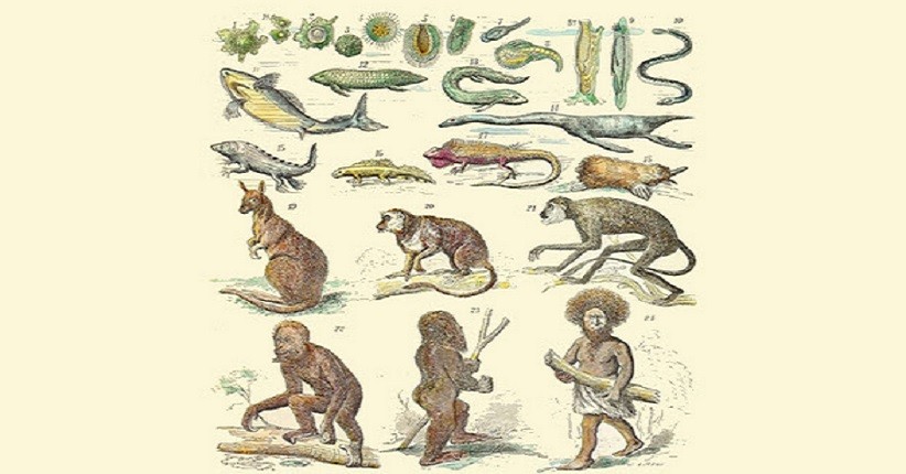 Detail Contoh Gambar Evolusi Nomer 11