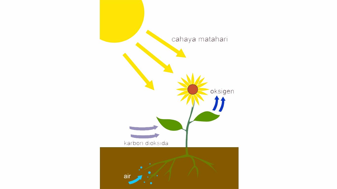 Detail Contoh Gambar Fotosintesis Nomer 13