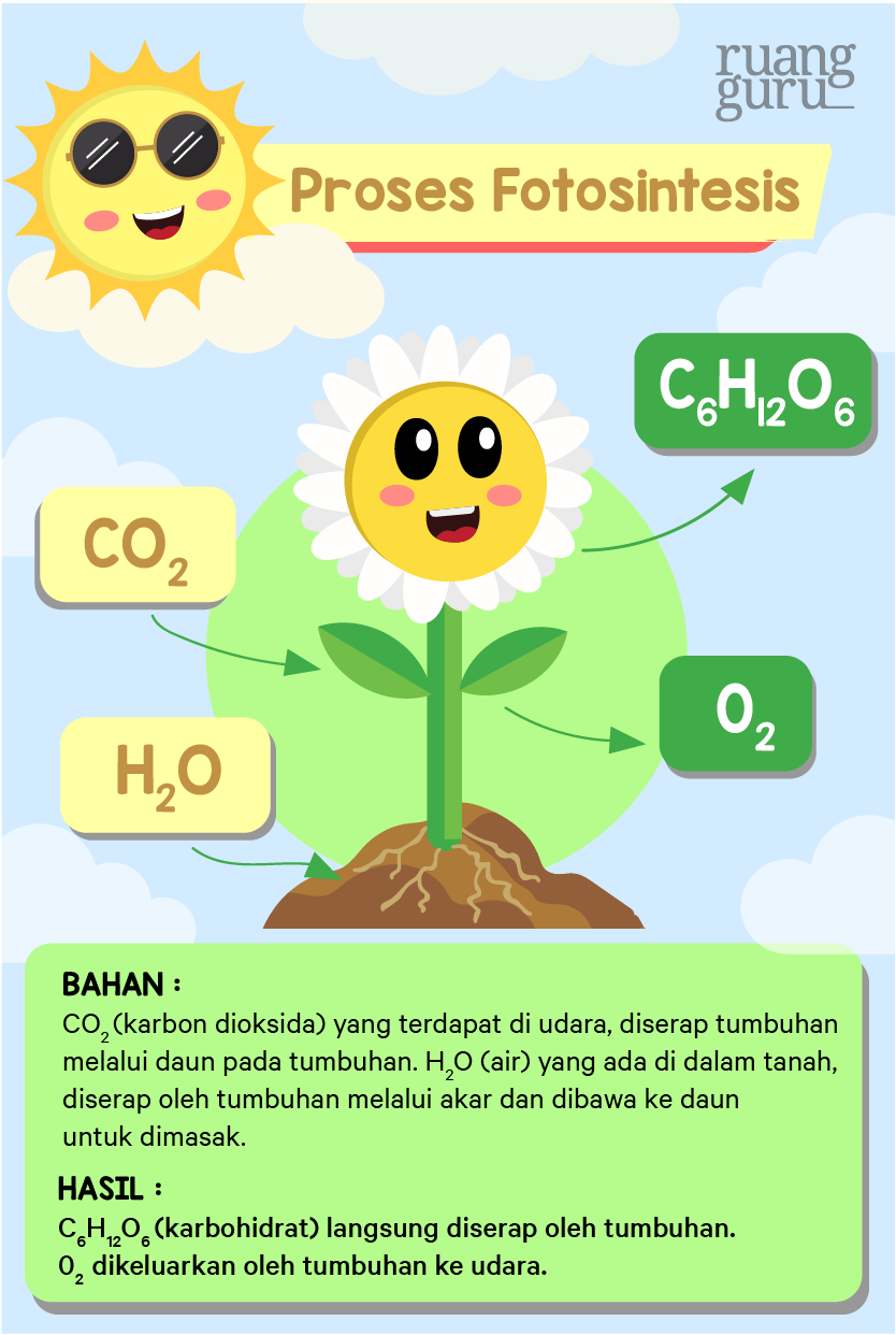 Detail Contoh Gambar Fotosintesis Nomer 14