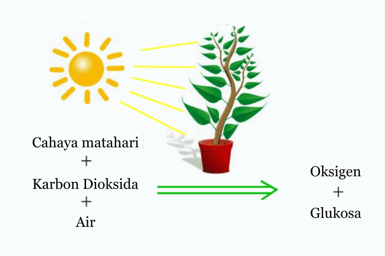 Detail Contoh Gambar Fotosintesis Nomer 20