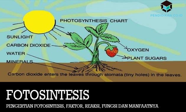 Detail Contoh Gambar Fotosintesis Nomer 21