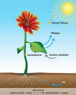 Detail Contoh Gambar Fotosintesis Nomer 27