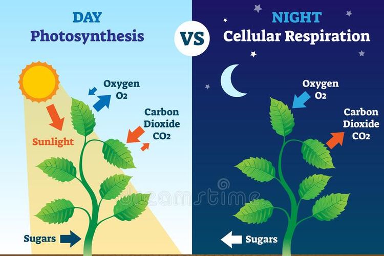 Detail Contoh Gambar Fotosintesis Nomer 7