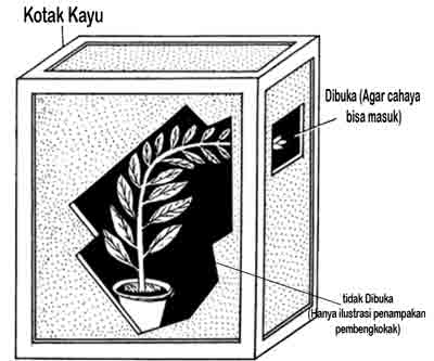 Detail Contoh Gambar Fototropisme Nomer 13