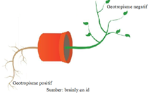 Detail Contoh Gambar Fototropisme Nomer 14