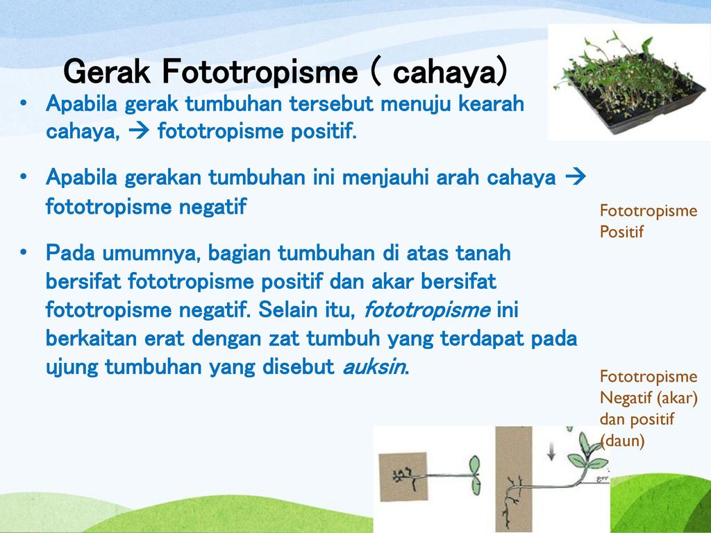 Detail Contoh Gambar Fototropisme Nomer 39