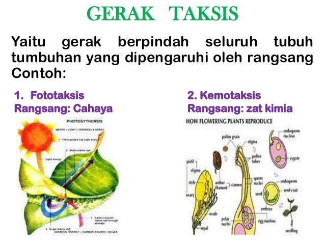 Detail Contoh Gambar Fototropisme Nomer 50