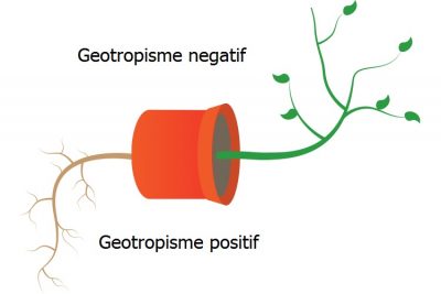 Detail Contoh Gambar Fototropisme Nomer 55