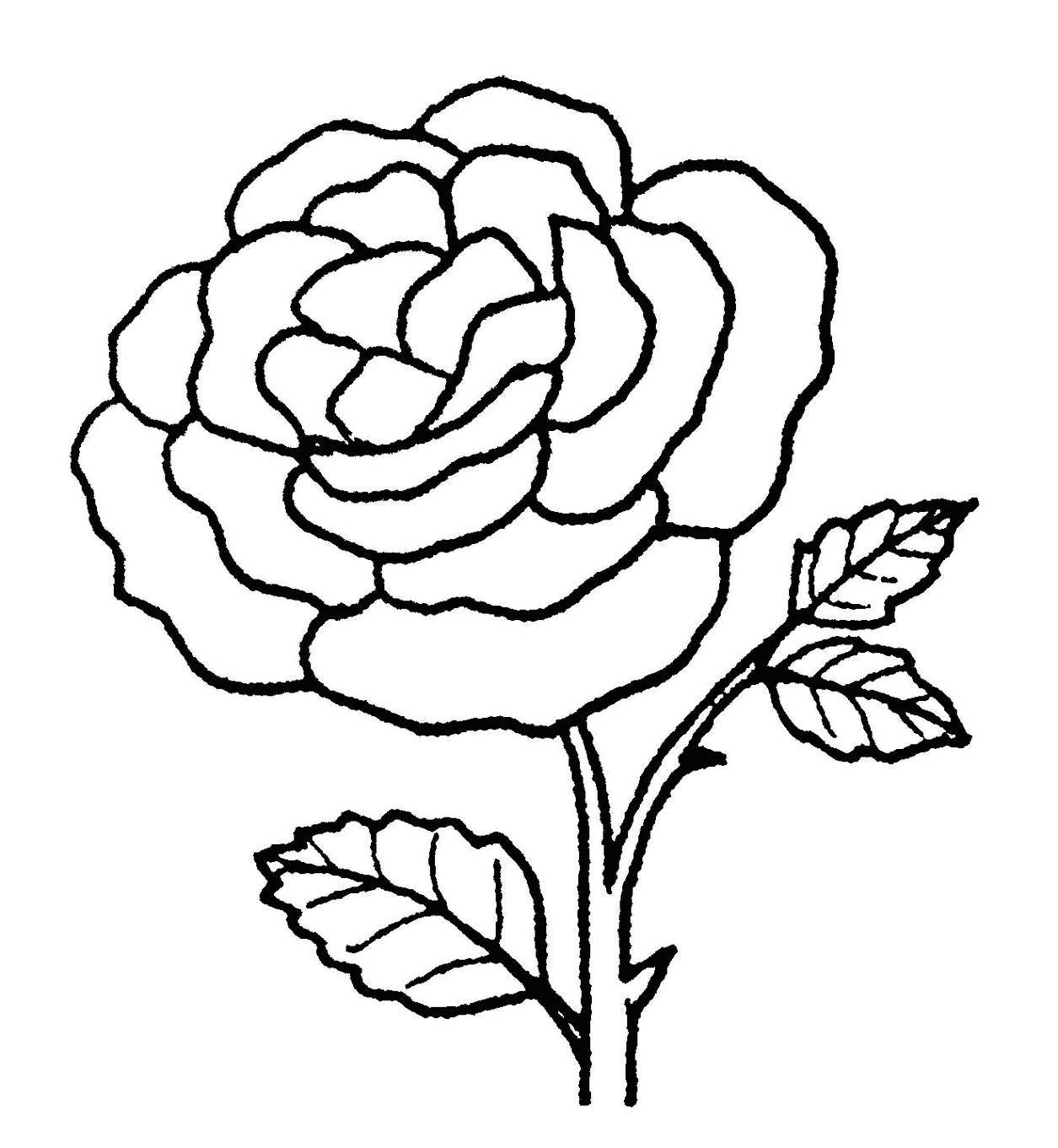 Detail Contoh Gambar Gambar Bunga Mawar Nomer 32