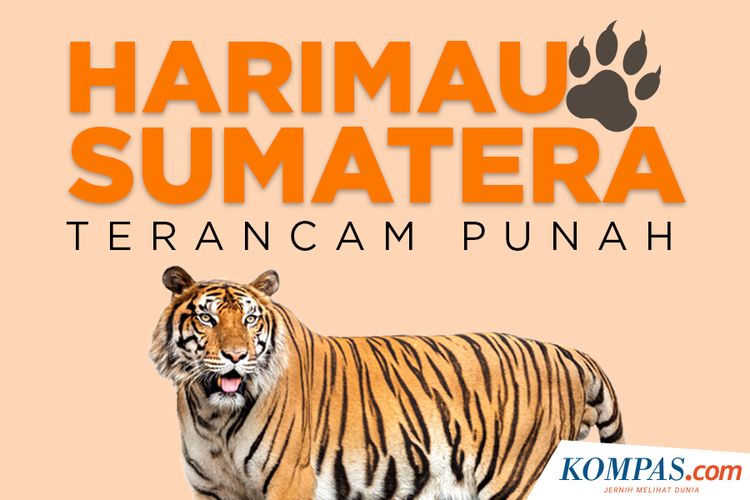 Detail Contoh Gambar Harimau Nomer 16