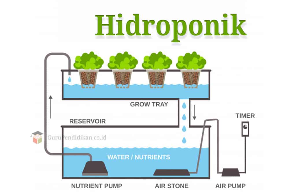 Detail Contoh Gambar Hidroponik Nomer 4