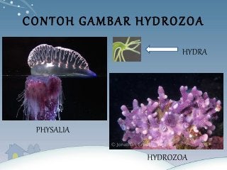 Detail Contoh Gambar Hydrozoa Nomer 30