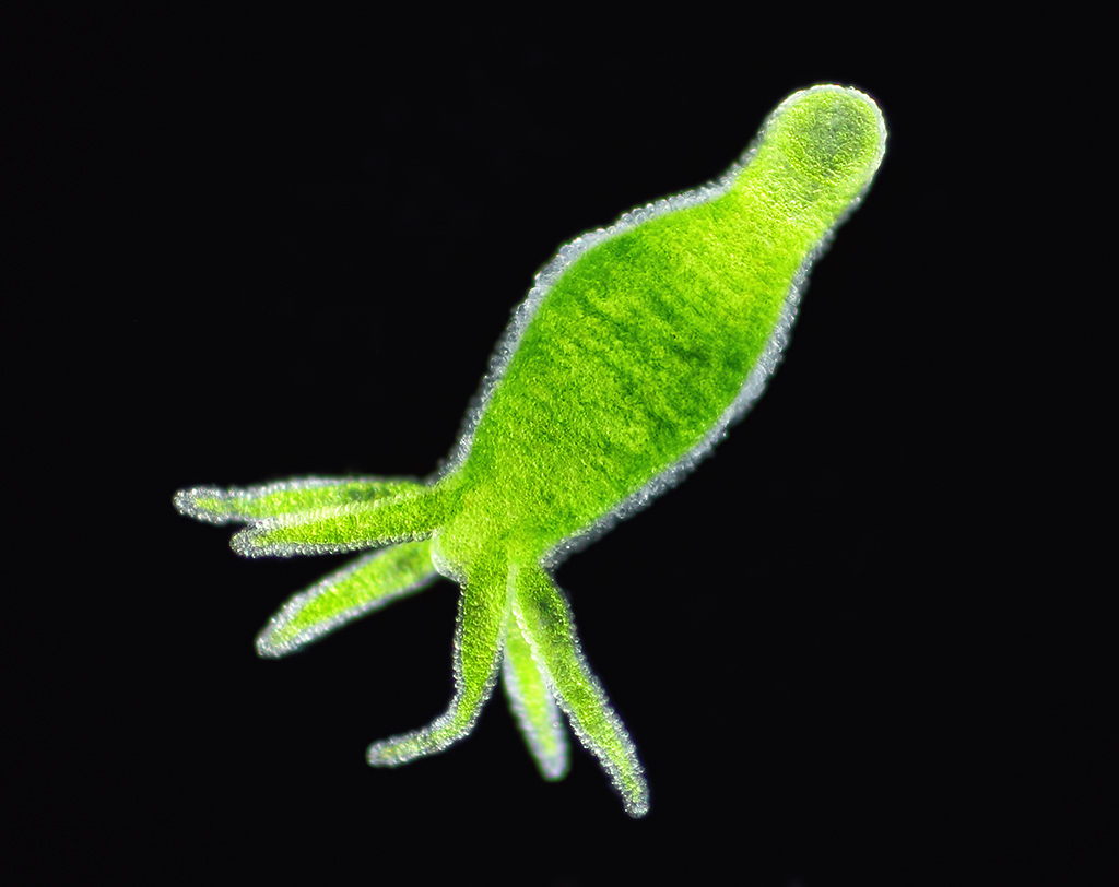 Detail Contoh Gambar Hydrozoa Nomer 5