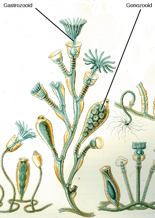 Detail Contoh Gambar Hydrozoa Nomer 38