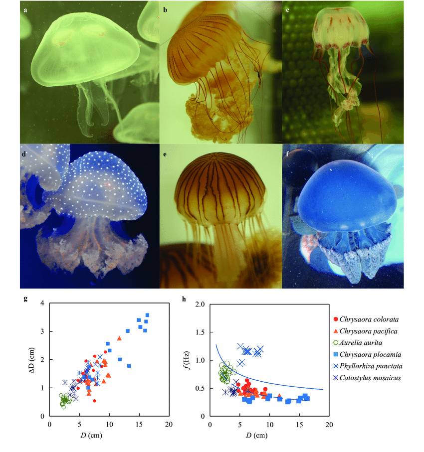 Detail Contoh Gambar Hydrozoa Nomer 44