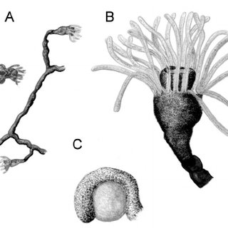 Detail Contoh Gambar Hydrozoa Nomer 48