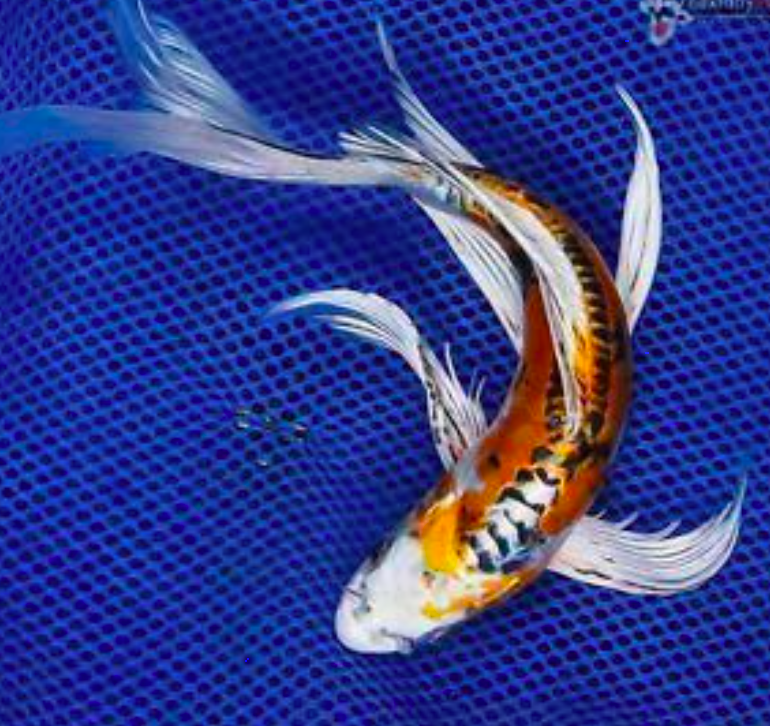 Detail Contoh Gambar Ikan Koi Nomer 12