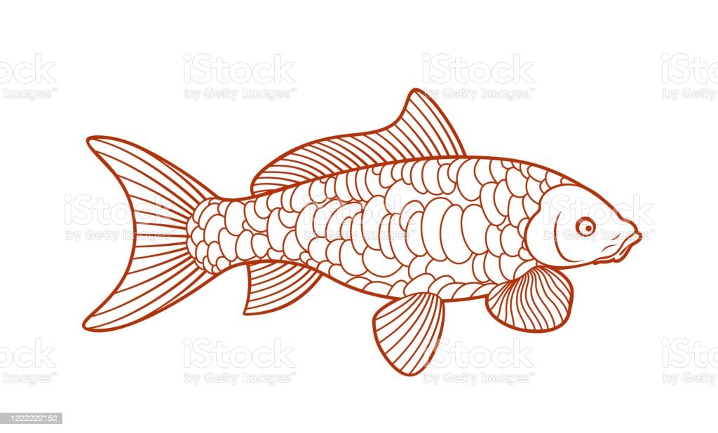 Detail Contoh Gambar Ikan Koi Nomer 47