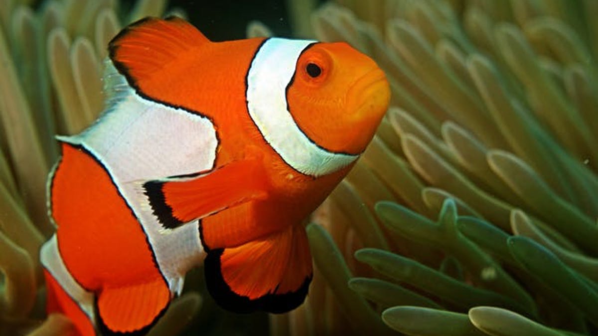 Detail Contoh Gambar Ikan Nemo Nomer 29