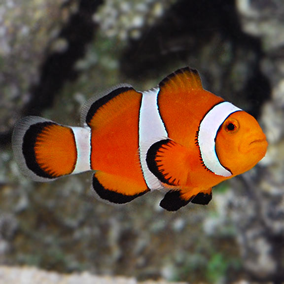 Detail Contoh Gambar Ikan Nemo Nomer 33