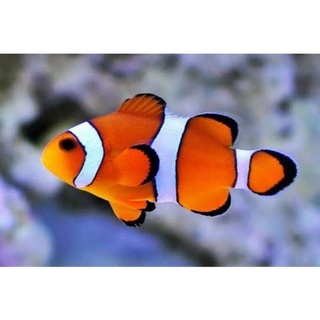 Detail Contoh Gambar Ikan Nemo Nomer 46