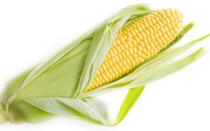 Download Contoh Gambar Jagung Nomer 9