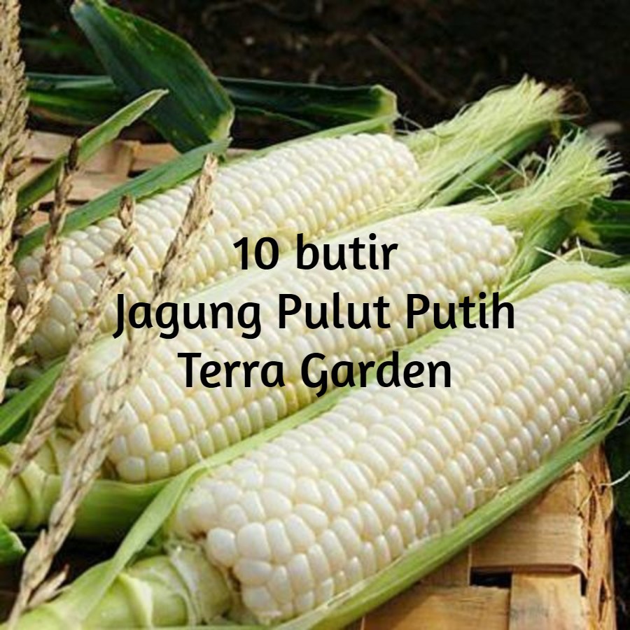 Detail Contoh Gambar Jagung Nomer 36