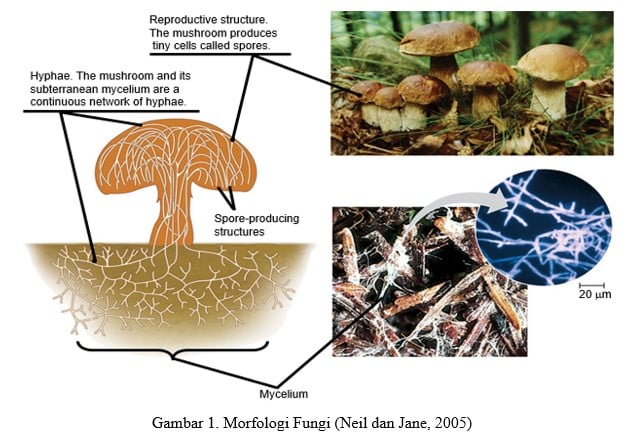 Detail Contoh Gambar Jamur Nomer 6