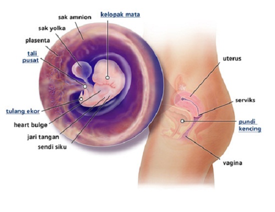 Detail Contoh Gambar Janin Usia 6 Bulan Nomer 8