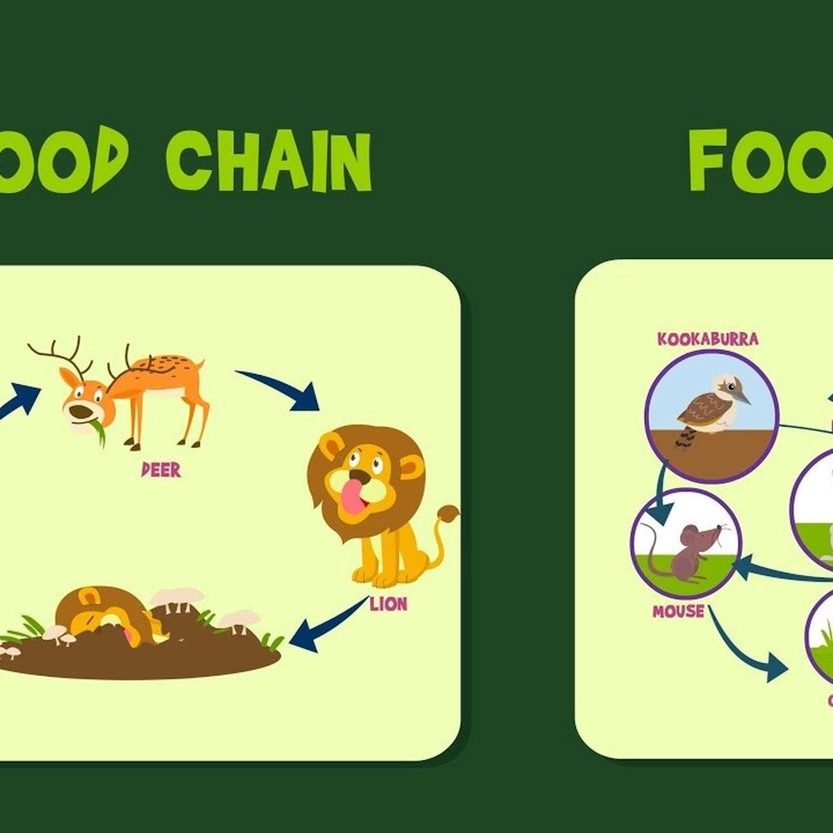 Detail Contoh Gambar Jaring Jaring Makanan Nomer 3