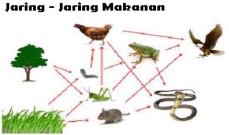 Detail Contoh Gambar Jaring Jaring Makanan Nomer 32