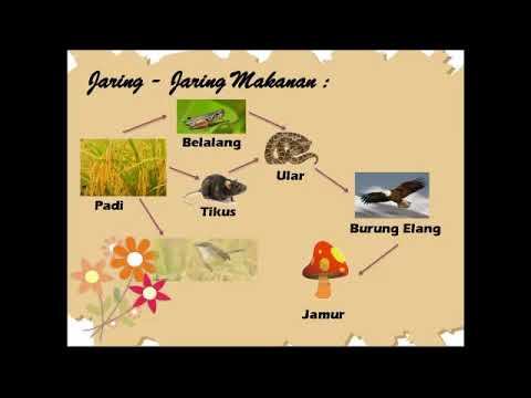 Detail Contoh Gambar Jaring Jaring Makanan Nomer 40