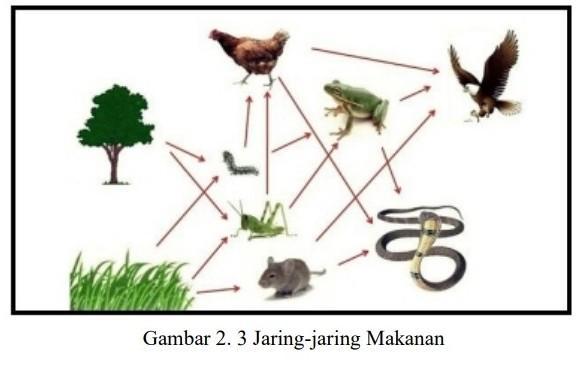 Detail Contoh Gambar Jaring Jaring Makanan Nomer 55