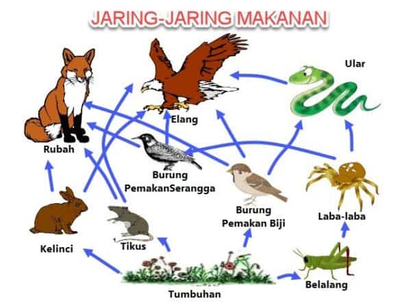 Detail Contoh Gambar Jaring Jaring Makanan Nomer 8