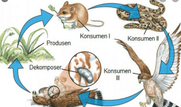 Detail Contoh Gambar Jaring Makanan Nomer 33