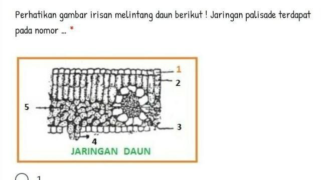 Detail Contoh Gambar Jaringan Nomer 37