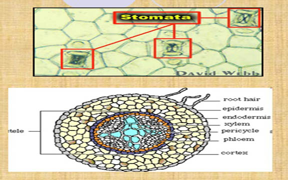 Detail Contoh Gambar Jaringan Nomer 43