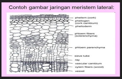 Detail Contoh Gambar Jaringan Nomer 48