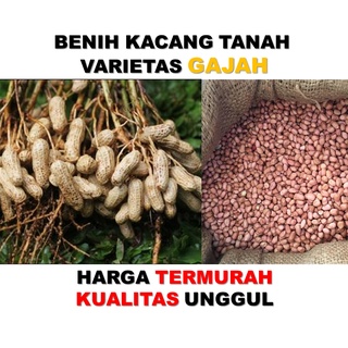 Detail Contoh Gambar Kacang Tanah Nomer 36