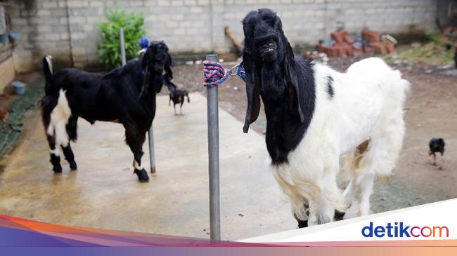 Detail Contoh Gambar Kambing Nomer 22