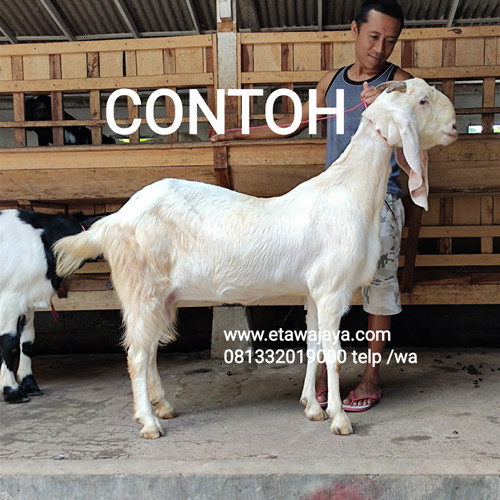 Detail Contoh Gambar Kambing Nomer 27